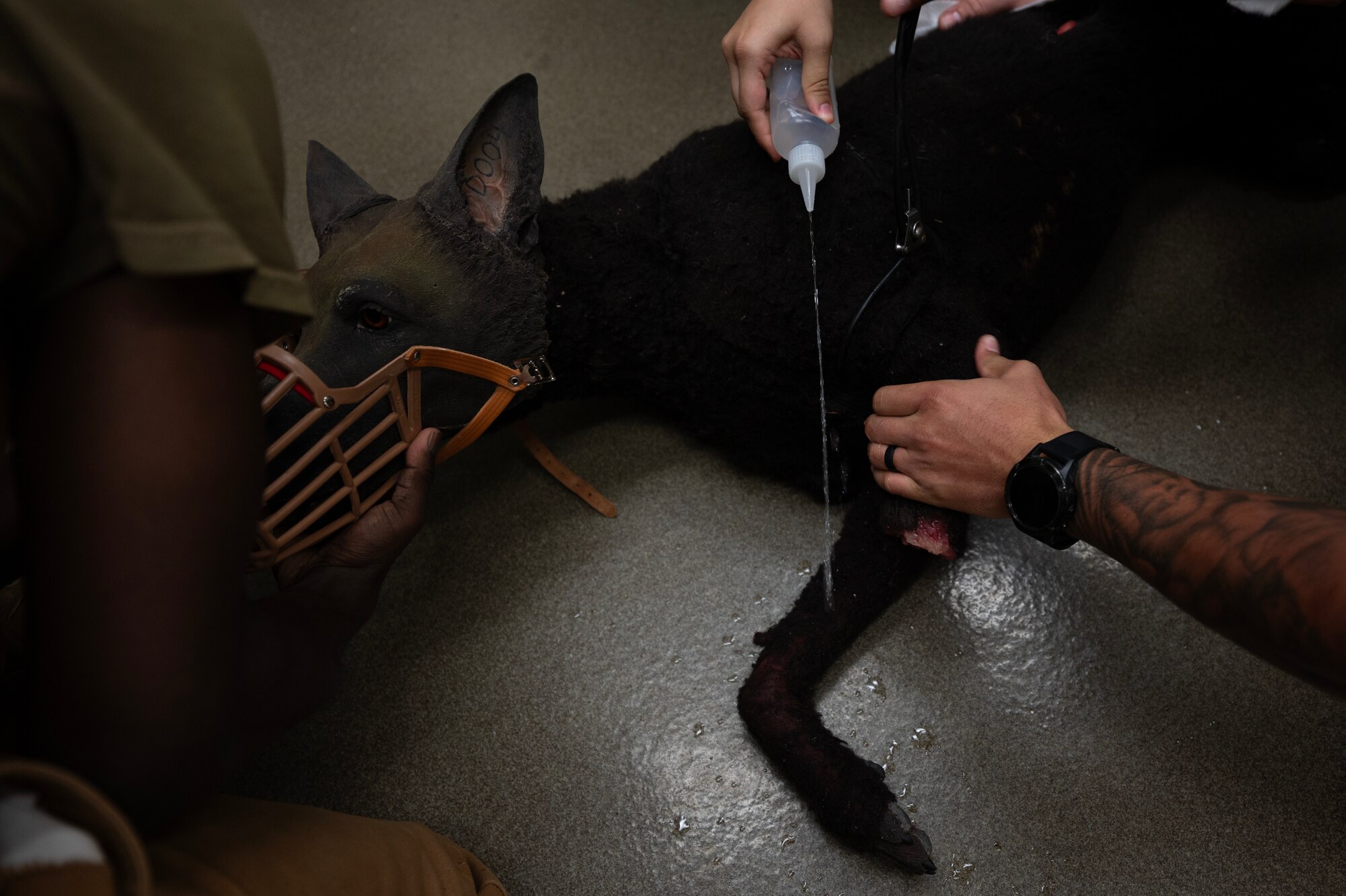 MWD handlers hone emergency care skills