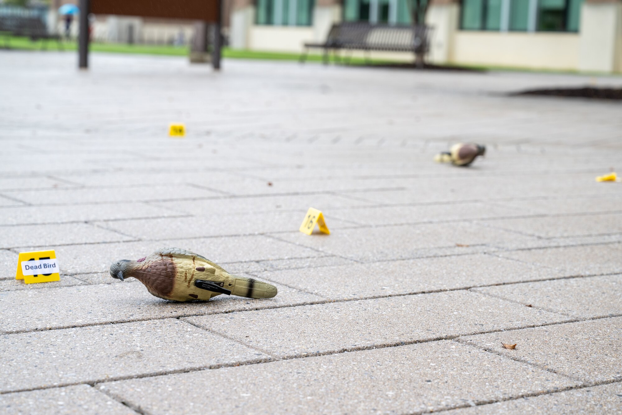 Birds lay on ground