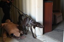U.S. Air Force Airmen from the 9th Security Forces Squadron work alongside the Sacramento County Sheriff’s Office Airport Bureau explosive detection K9 team during joint training organized by Beale’s Explosive Ordnance Disposal team at Beale Air Force Base, California, Oct. 24, 2024