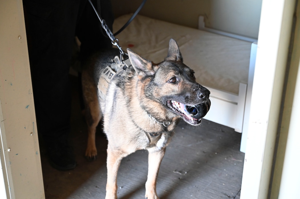 U.S. Air Force Airmen from the 9th Security Forces Squadron work alongside the Sacramento County Sheriff’s Office Airport Bureau explosive detection K9 team during joint training organized by Beale’s Explosive Ordnance Disposal team at Beale Air Force Base, California, Oct. 24, 2024