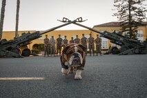 U.S. Marines with 11th Marine Regiment, 1st Marine Division, pose with Lance Cpl. Bruno, the Marine Corps Recruit Depot San Diego and Western Recruiting Region mascot, under two M777 Howitzers at MCRD San Diego, California, Oct. 19, 2024. For the past 23 years, MCRD San Diego has hosted the Marine Corps Recruit Depot San Diego Boot Camp Challenge, a three-mile obstacle course race guided by 60 drill instructors that highlights the physical and mental demands of bootcamp. The event fosters comradery and community engagement through interaction with MCRD personnel. (U.S. Marine Corps photo by Cpl. Sarah M. Grawcock)