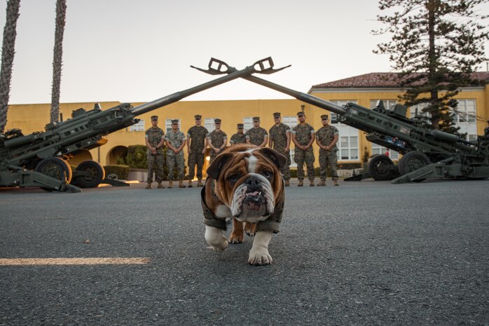 U.S. Marines with 11th Marine Regiment, 1st Marine Division, pose with Lance Cpl. Bruno, the Marine Corps Recruit Depot San Diego and Western Recruiting Region mascot, under two M777 Howitzers at MCRD San Diego, California, Oct. 19, 2024. For the past 23 years, MCRD San Diego has hosted the Marine Corps Recruit Depot San Diego Boot Camp Challenge, a three-mile obstacle course race guided by 60 drill instructors that highlights the physical and mental demands of bootcamp. The event fosters comradery and community engagement through interaction with MCRD personnel. (U.S. Marine Corps photo by Cpl. Sarah M. Grawcock)