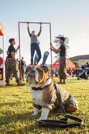U.S. Marine Corps Lance Cpl. Bruno, the Marine Corps Recruit Depot San Diego and Western Recruiting Region mascot, poses for a photo with Marines from the Western Recruiting Region at the 2024 Marine Corps Recruit Depot San Diego Boot Camp Challenge at MCRD San Diego, California, Oct. 19, 2024. For the past 23 years, MCRD San Diego has hosted the Boot Camp Challenge, a three-mile obstacle course race guided by 60 drill instructors that highlights the physical and mental demands of bootcamp. The event fosters comradery and community engagement through interaction with MCRD personnel. (U.S. Marine Corps photo by Cpl. Sarah M. Grawcock)