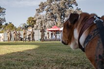 U.S. Marine Corps Lance Cpl. Bruno, the Marine Corps Recruit Depot San Diego and Western Recruiting Region mascot, observes Marine Band San Diego musicians performing before the 2024 Marine Corps Recruit Depot San Diego Boot Camp Challenge at MCRD San Diego, California, Oct. 19, 2024. For the past 23 years, MCRD San Diego has hosted the Boot Camp Challenge, a three-mile obstacle course race guided by 60 drill instructors that highlights the physical and mental demands of bootcamp. The event fosters comradery and community engagement through interaction with MCRD personnel. (U.S. Marine Corps photo by Cpl. Sarah M. Grawcock)