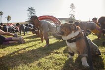 U.S. Marine Corps Lance Cpl. Bruno, the  Marine Corps Recruit Depot San Diego and Western Recruiting Region mascot, observes participants of the 2024 Marine Corps Recruit Depot San Diego Boot Camp Challenge conducting push-ups as a warm-up exercise at MCRD San Diego, California, Oct. 19, 2024. For the past 23 years, MCRD San Diego has hosted the Boot Camp Challenge, a three-mile obstacle course race guided by 60 drill instructors that highlights the physical and mental demands of bootcamp. The event fosters comradery and community engagement through interaction with MCRD personnel. (U.S. Marine Corps photo by Cpl. Sarah M. Grawcock)