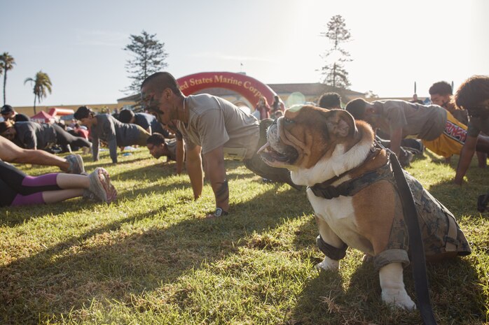 U.S. Marine Corps Lance Cpl. Bruno, the  Marine Corps Recruit Depot San Diego and Western Recruiting Region mascot, observes participants of the 2024 Marine Corps Recruit Depot San Diego Boot Camp Challenge conducting push-ups as a warm-up exercise at MCRD San Diego, California, Oct. 19, 2024. For the past 23 years, MCRD San Diego has hosted the Boot Camp Challenge, a three-mile obstacle course race guided by 60 drill instructors that highlights the physical and mental demands of bootcamp. The event fosters comradery and community engagement through interaction with MCRD personnel. (U.S. Marine Corps photo by Cpl. Sarah M. Grawcock)