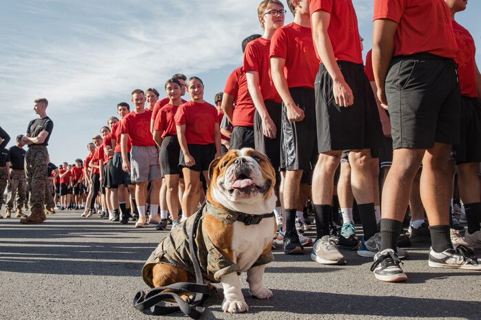 U.S. Marine Corps Lance Cpl. Bruno, the mascot for Marine Corps Recruit Depot San Diego and Western Recruiting Region, poses for a photo with Marines and prospective applicants  from the San Diego area during the 2024 Marine Corps Recruit Depot San Diego Boot Camp Challenge at MCRD San Diego, California, Oct. 19, 2024. For the past 23 years, MCRD San Diego has hosted the Boot Camp Challenge, a three-mile obstacle course race guided by 60 drill instructors that highlights the physical and mental demands of bootcamp. The event fosters comradery and community engagement through interaction with MCRD personnel. (U.S. Marine Corps photo by Cpl. Sarah M. Grawcock)