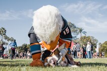 U.S. Marine Corps Lance Cpl. Bruno, the Marine Corps Recruit Depot San Diego and Western Recruiting Region mascot, interacts with Gulliver, the San Diego Gulls hockey team mascot, during the 2024 Marine Corps Recruit Depot San Diego Boot Camp Challenge at MCRD San Diego, California, Oct. 19, 2024. For the past 23 years, MCRD San Diego has hosted the Boot Camp Challenge, a three-mile obstacle course race guided by 60 drill instructors that highlights the physical and mental demands of bootcamp. The event fosters comradery and community engagement through interaction with MCRD personnel. (U.S. Marine Corps photo by Cpl. Sarah M. Grawcock)