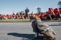 U.S. Marine Corps Lance Cpl. Bruno, the mascot for Marine Corps Recruit Depot San Diego and Western Recruiting Region mascot, observes Marines and prospective applicants  from the San Diego area prior to the 2024 Marine Corps Recruit Depot San Diego Boot Camp Challenge at MCRD  San Diego, California, Oct. 19, 2024. For the past 23 years, MCRD San Diego has hosted the Boot Camp Challenge, a three-mile obstacle course race guided by 60 drill instructors that highlights the physical and mental demands of bootcamp. The event fosters comradery and community engagement through interaction with MCRD personnel. (U.S. Marine Corps photo by Cpl. Sarah M. Grawcock