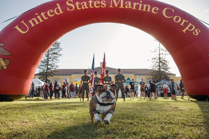 U.S. Marine Corps Lance Cpl. Bruno, the  Marine Corps Recruit Depot San Diego and Western Recruiting Region mascot, poses for a photo with Marines assigned to the Recruit Training Regiment Color Guard, MCRD San Diego, during the 2024 Marine Corps Recruit Depot San Diego Boot Camp Challenge at MCRD San Diego, California, Oct. 19, 2024. For the past 23 years, MCRD San Diego has hosted the Boot Camp Challenge, a three-mile obstacle course race guided by 60 drill instructors that highlights the physical and mental demands of bootcamp. The event fosters comradery and community engagement through interaction with MCRD personnel. (U.S. Marine Corps photo by Cpl. Sarah M. Grawcock)