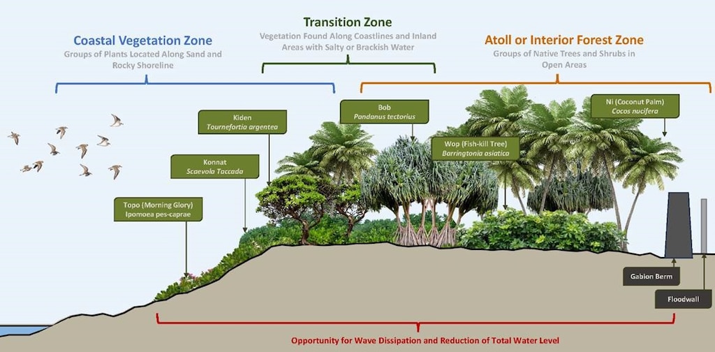 This is a computerized graphic of an island with numerous types of trees and bushes on it in front of a gabion (rock wall) and a concrete seawall in front of the ocean.