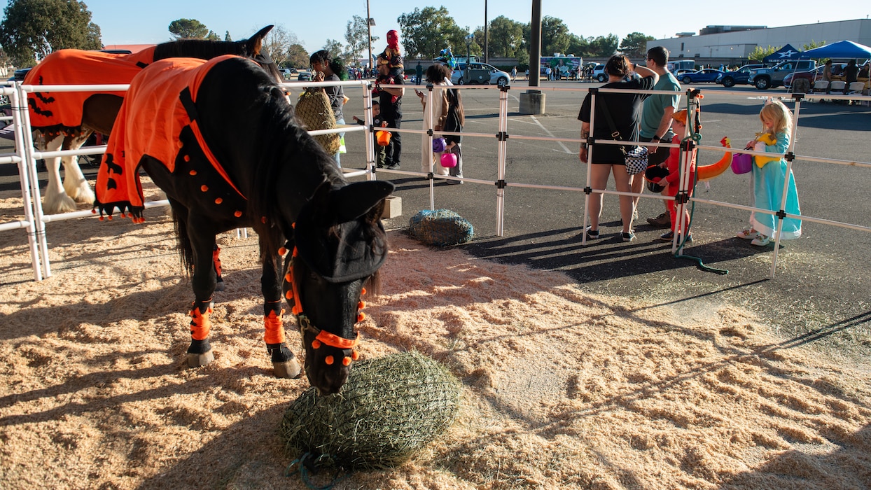 Horse in petting zoo area with children at fence