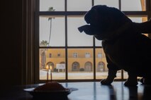 U.S. Marine Corps Lance Cpl. Bruno, the Marine Corps Recruit Depot San Diego and Western Recruiting Region mascot, celebrates his 2nd birthday at MCRD San Diego, California, Oct. 22, 2024. The mascot’s job is to boost morale, participate in outreach work and attend events and ceremonies. (U.S. Marine Corps photo by Cpl. Janell B. Alvarez)