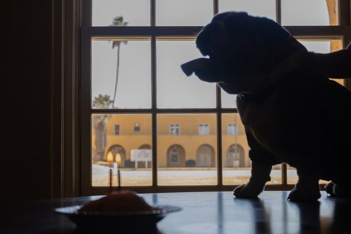 U.S. Marine Corps Lance Cpl. Bruno, the Marine Corps Recruit Depot San Diego and Western Recruiting Region mascot, celebrates his 2nd birthday at MCRD San Diego, California, Oct. 22, 2024. The mascot’s job is to boost morale, participate in outreach work and attend events and ceremonies. (U.S. Marine Corps photo by Cpl. Janell B. Alvarez)