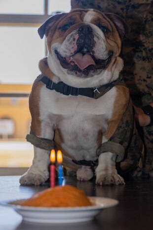 U.S. Marine Corps Lance Cpl. Bruno, the Marine Corps Recruit Depot San Diego and Western Recruiting Region mascot, celebrates his 2nd birthday at MCRD San Diego, California, Oct. 22, 2024. The mascot’s job is to boost morale, participate in outreach work and attend events and ceremonies. (U.S. Marine Corps photo by Cpl. Janell B. Alvarez)