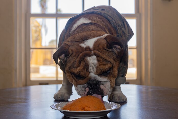 U.S. Marine Corps Lance Cpl. Bruno, the Marine Corps Recruit Depot San Diego and Western Recruiting Region mascot, celebrates his 2nd birthday at MCRD San Diego, California, Oct. 22, 2024. The mascot’s job is to boost morale, participate in outreach work and attend events and ceremonies. (U.S. Marine Corps photo by Cpl. Janell B. Alvarez)