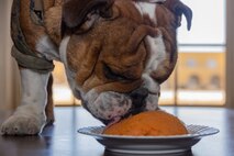 U.S. Marine Corps Lance Cpl. Bruno, the Marine Corps Recruit Depot San Diego and Western Recruiting Region mascot, celebrates his 2nd birthday at MCRD San Diego, California, Oct. 22, 2024. The mascot’s job is to boost morale, participate in outreach work and attend events and ceremonies. (U.S. Marine Corps photo by Cpl. Janell B. Alvarez)