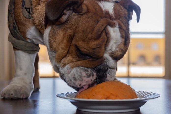 U.S. Marine Corps Lance Cpl. Bruno, the Marine Corps Recruit Depot San Diego and Western Recruiting Region mascot, celebrates his 2nd birthday at MCRD San Diego, California, Oct. 22, 2024. The mascot’s job is to boost morale, participate in outreach work and attend events and ceremonies. (U.S. Marine Corps photo by Cpl. Janell B. Alvarez)