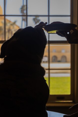U.S. Marine Corps Lance Cpl. Bruno, the Marine Corps Recruit Depot San Diego and Western Recruiting Region mascot, celebrates his 2nd birthday at MCRD San Diego, California, Oct. 22, 2024. The mascot’s job is to boost morale, participate in outreach work and attend events and ceremonies. (U.S. Marine Corps photo by Cpl. Janell B. Alvarez)