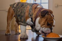U.S. Marine Corps Lance Cpl. Bruno, the Marine Corps Recruit Depot San Diego and Western Recruiting Region mascot, celebrates his 2nd birthday at MCRD San Diego, California, Oct. 22, 2024. The mascot’s job is to boost morale, participate in outreach work and attend events and ceremonies. (U.S. Marine Corps photo by Cpl. Janell B. Alvarez)