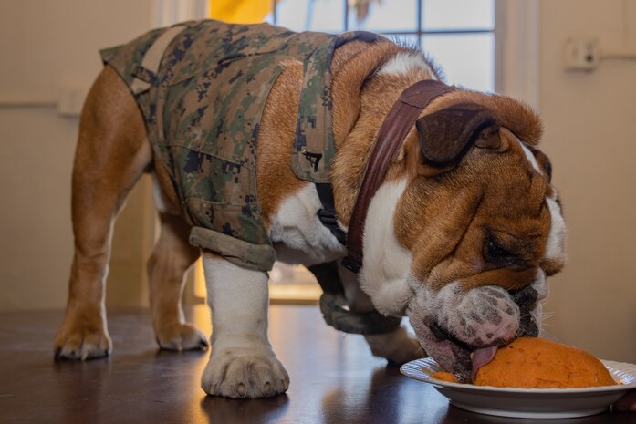 U.S. Marine Corps Lance Cpl. Bruno, the Marine Corps Recruit Depot San Diego and Western Recruiting Region mascot, celebrates his 2nd birthday at MCRD San Diego, California, Oct. 22, 2024. The mascot’s job is to boost morale, participate in outreach work and attend events and ceremonies. (U.S. Marine Corps photo by Cpl. Janell B. Alvarez)