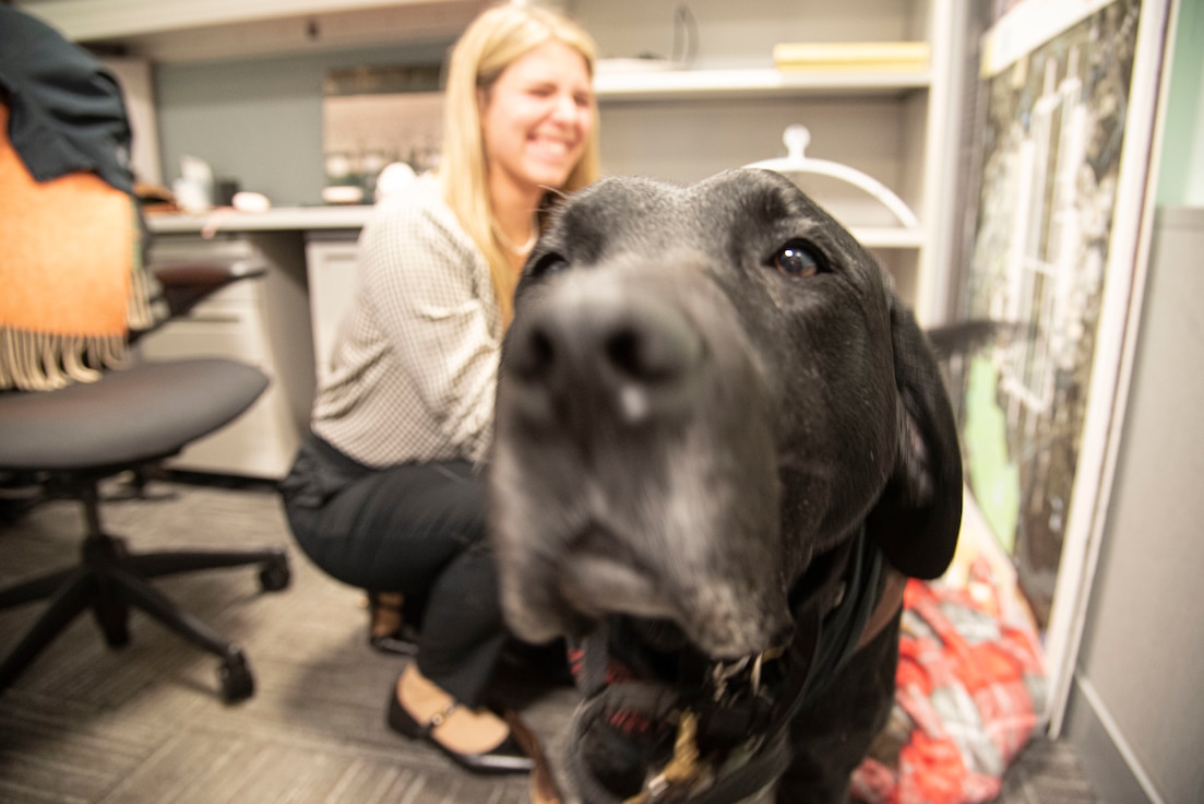 Meaghan M. Kacmarcik, 316th Wing deputy historian, gets her service dog, Charlie, ready to guide her to a meeting in the Jones Building at Joint Base Andrews, Md., Oct. 24, 2024. Charlie has been serving Kacmarcik since her sophomore year of college to help her navigate due to vision loss caused by Stargardt disease, a genetic eye disorder. (U.S. Air Force photo by Patrick Griffith)