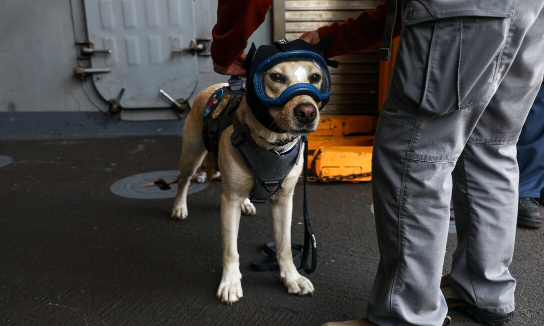 Lt. Cmdr. Ike, USS Wasp Expeditionary Facility Dog, prepares to depart the Harpers Ferry-class dock landing ship USS Oak Hill (LSD 51), while underway in the Mediterranean Sea, Aug. 20, 2024. The Wasp Amphibious Ready Group-24th MEU (SOC) is on a scheduled deployment to U.S. Naval Forces Europe and Africa area of operations to support U.S., Allied and partner interests in the region, including in the Eastern Mediterranean Sea, and to continue promoting regional stability and deterring aggression. (U.S. Marine Corps photo by Sgt. Jacqueline Peguero-Montes)