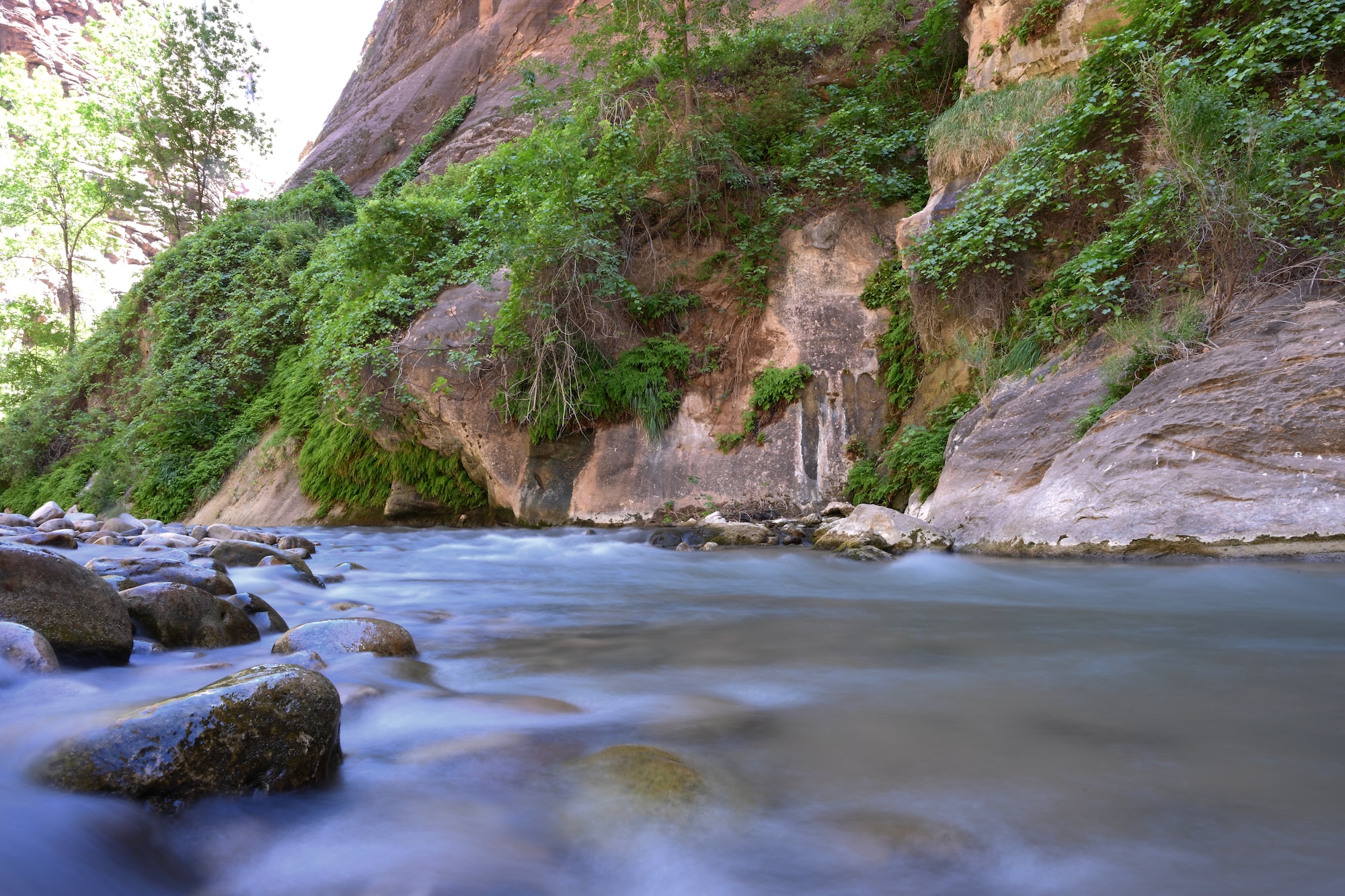 the Virgin River in Zion National Park.