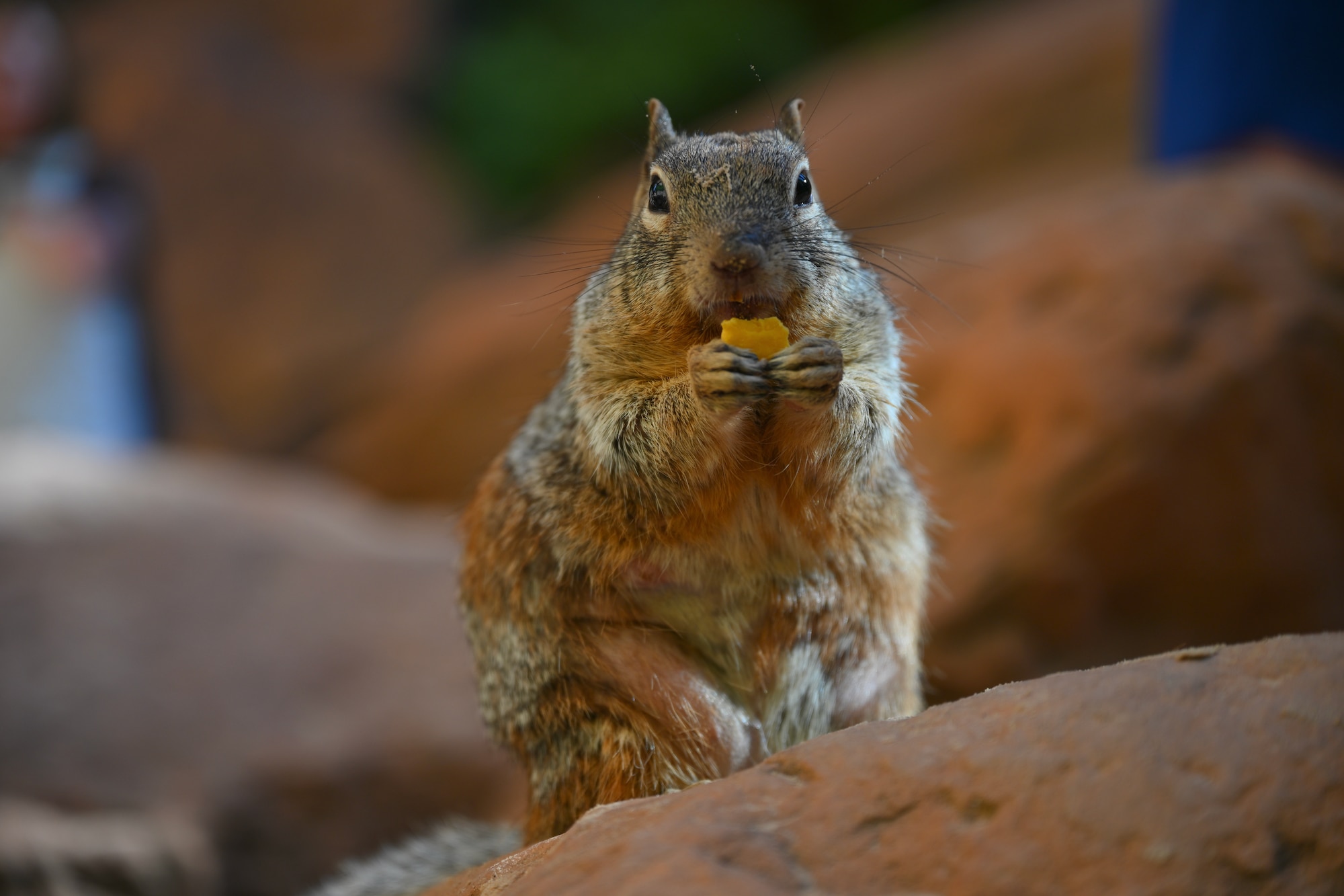 A squirrel in Zion National Park