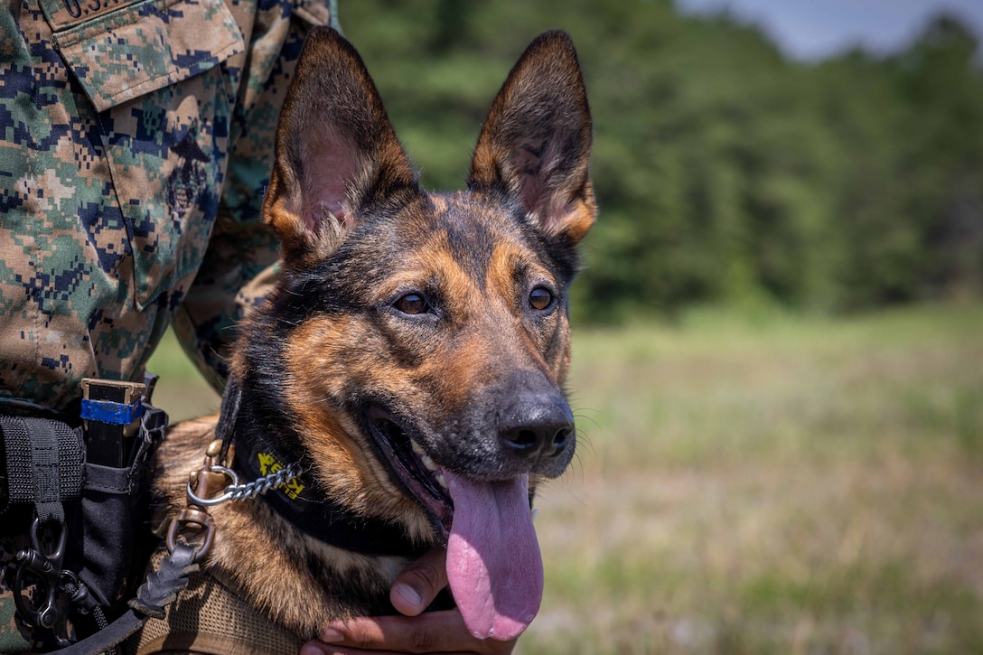 A close-up of a dog looking forward while a Marine stands beside it with a hand around its neck.