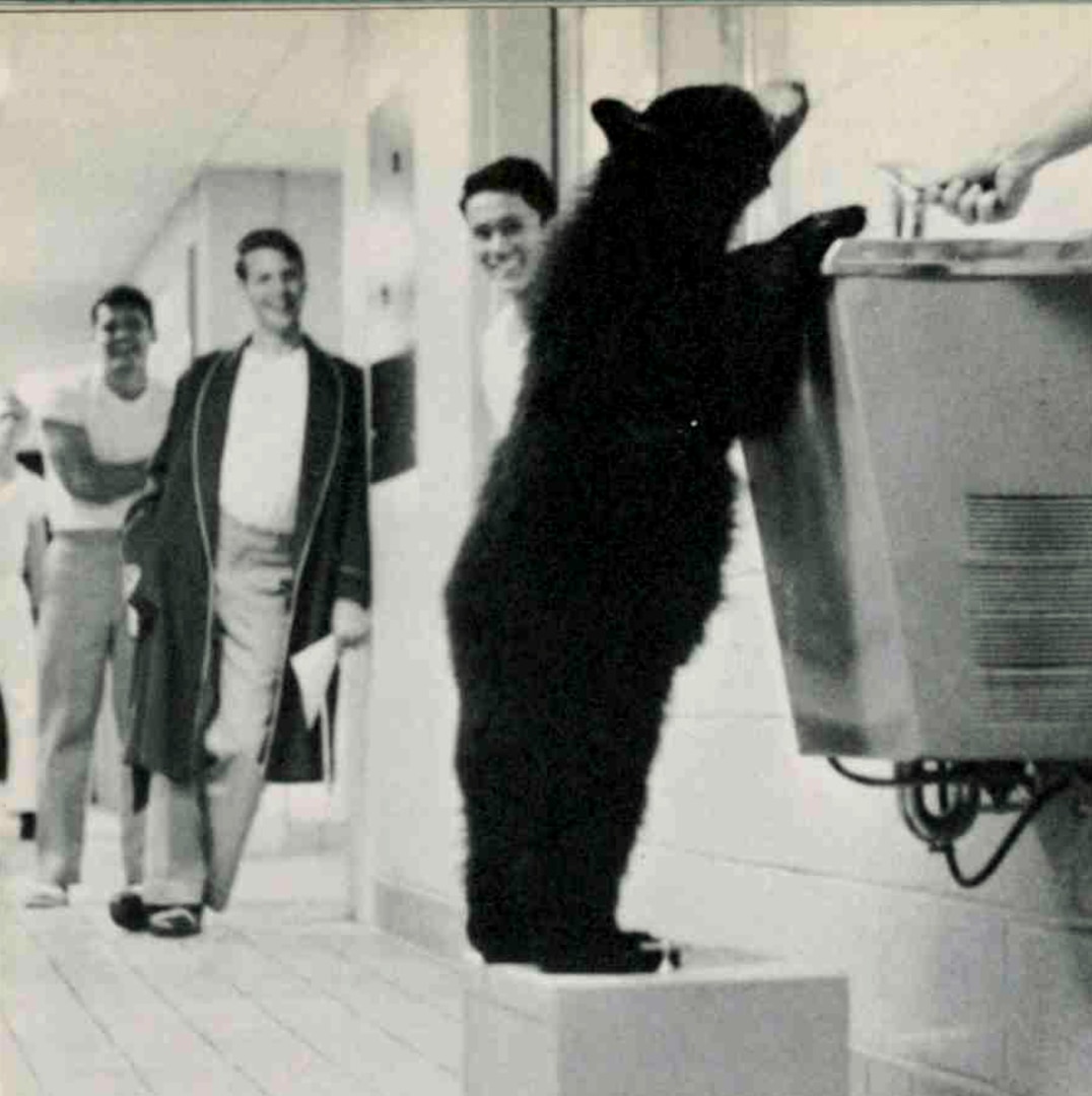 Objee the bear drinking water from a water fountain at USCGA