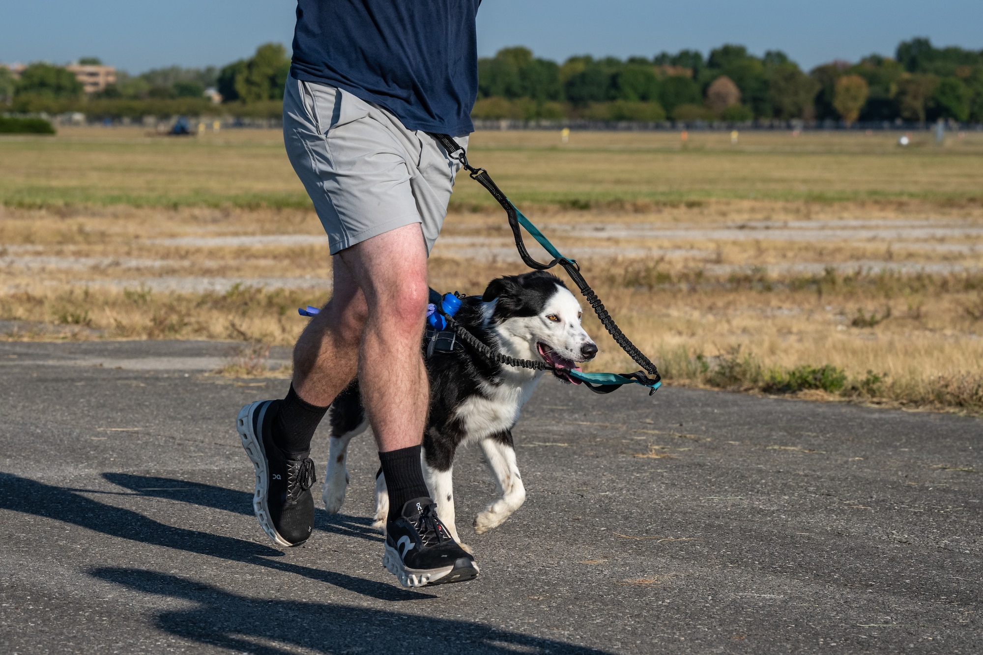 A closeup of a back and white dog running beside its owner on a leash