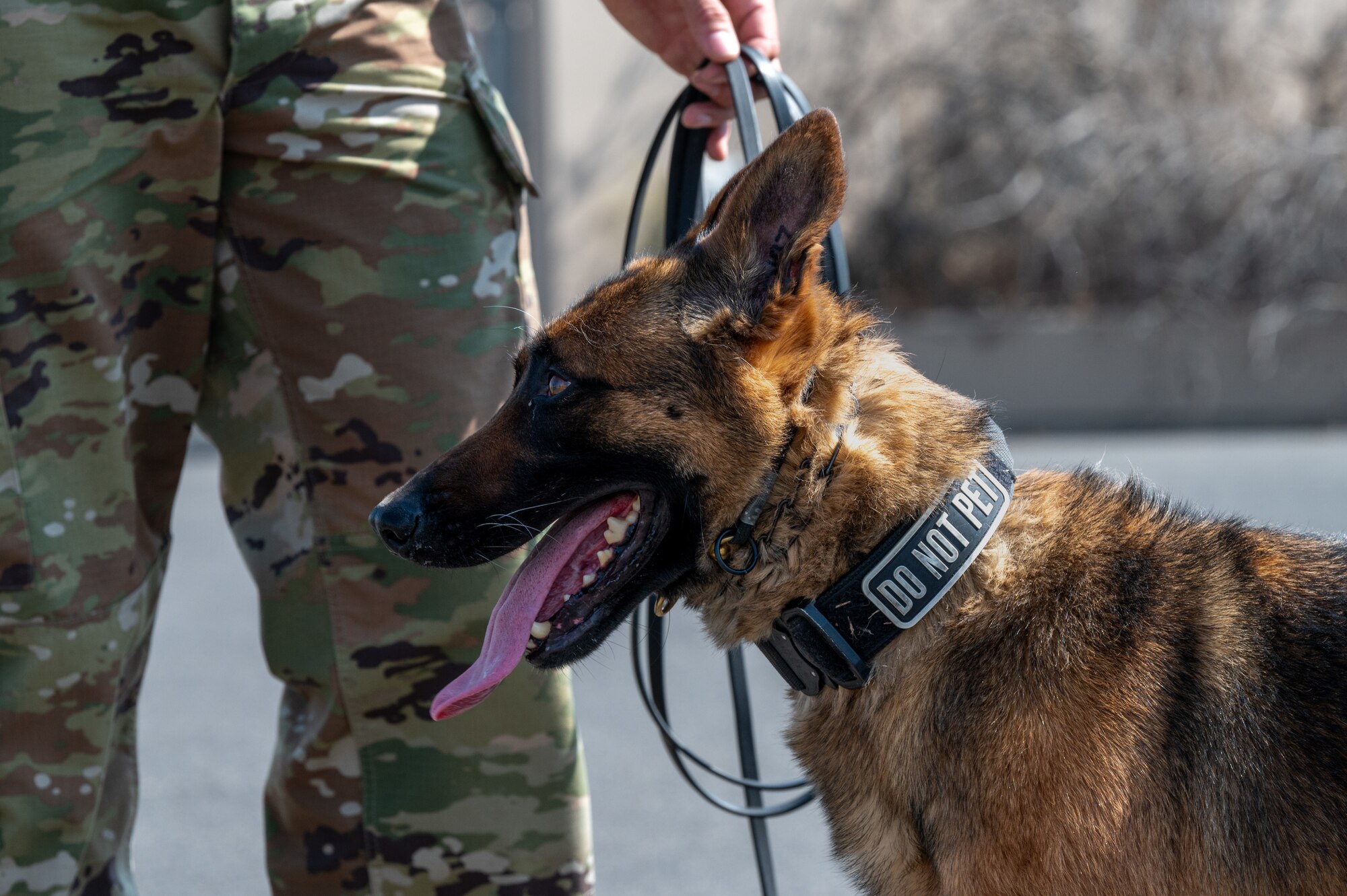 U.S. Air Force military working dog, Ggumula, assigned to the 92nd Security Forces Squadron, sweeps the outside of the alert facility, during Titan Fury 24-7 at Fairchild Air Force Base, Washington, Sept. 9, 2024. Security Forces conducted detection sweeps to clear the alert area to minimize threats. Titan Fury is a recurring total force exercise that ensures Fairchild’s Airmen are trained and ready to provide Rapid Global Mobility at a moment’s notice in support of strategic deterrence and the National Defense Strategy. This exercise is an example of how the 92nd Air Refueling Wing is engaged, postured and ready with a credible force to assure, deter and defend in an increasingly complex security environment. (U.S. Air Force photo by Airman 1st Class Stassney Davis)