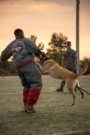 U.S. Marine Corps Cpl. Malachi C. Groff, a military working dog handler with the Provost Marshal’s Office, Headquarters Company, performs a K-9 display at Del Norte High School San Diego, California, Sept. 9, 2024. Service members from southern California, supported the Del Norte High School Military Appreciation football game with the presentation of the colors, a K-9 demonstration, a coin toss, and performance by Marine Band San Diego. (U.S. Marine Corps photo by Lance Cpl. Janell B. Alvarez)