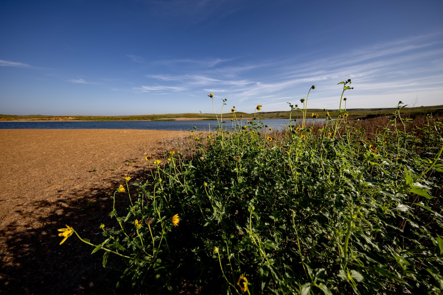 Yellow flowers with green stems are on the right with red sand to the left and blue sky in the background.