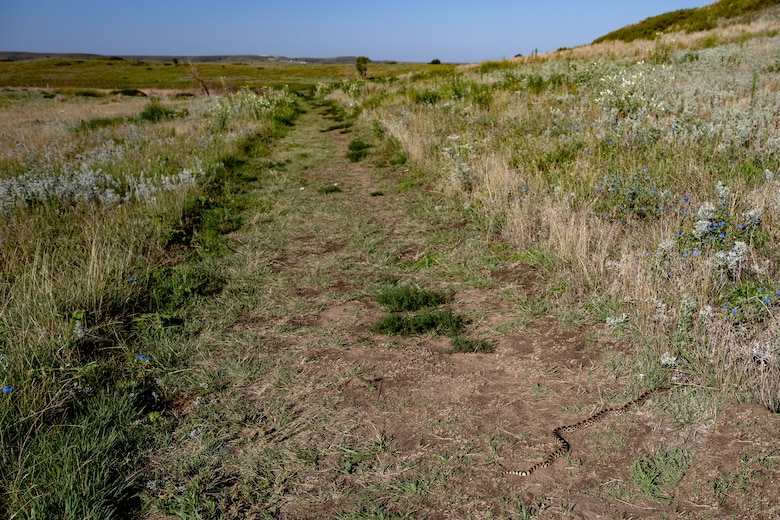 Green grass and plants in the foreground with blue sky in the background.