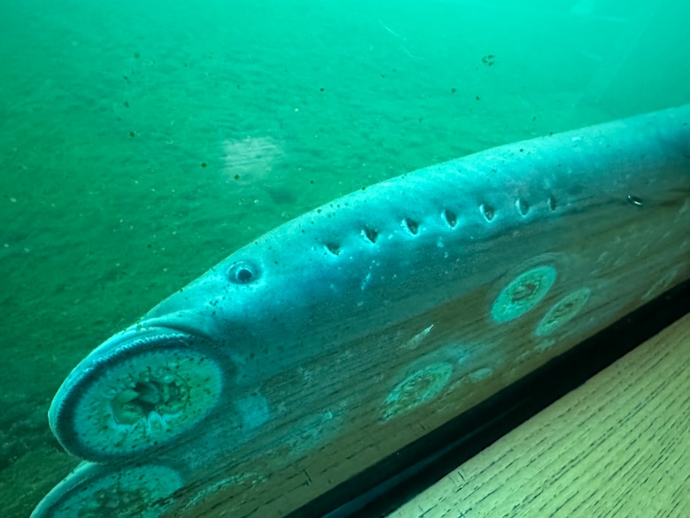 Several fish attached to a window with their mouths.