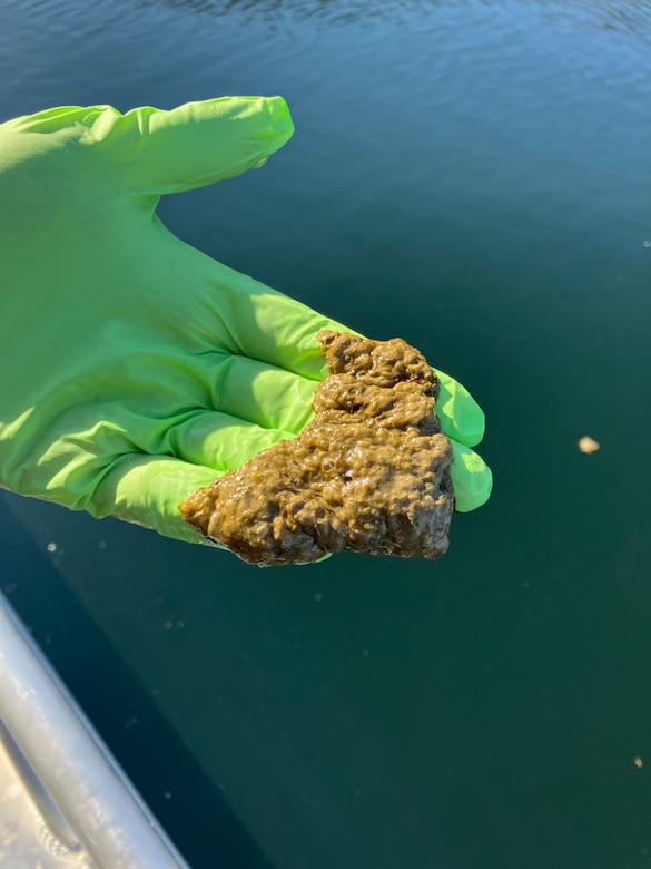 Researchers show off a sample of the floating algae mats found at Rufus Woods Lake, May 2023.