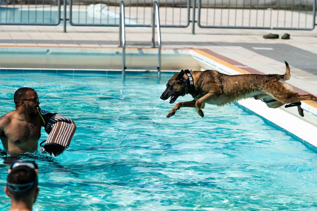 Two airmen stand in a swimming pool and watch as a dog jumps in. One airman wears a bite sleeve on their arm.