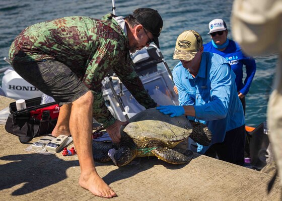 Pacific Islands Fisheries Science Center (PIFSC) staff complete telemetry tagging of green and hawksbill sea turtles on Joint Base Pearl Harbor-Hickam.