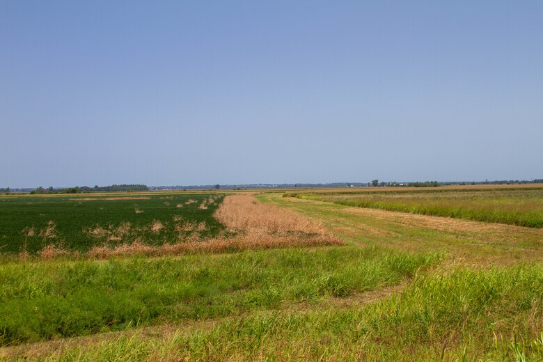 Green and brown grass is in the foreground with blue sky in the background.