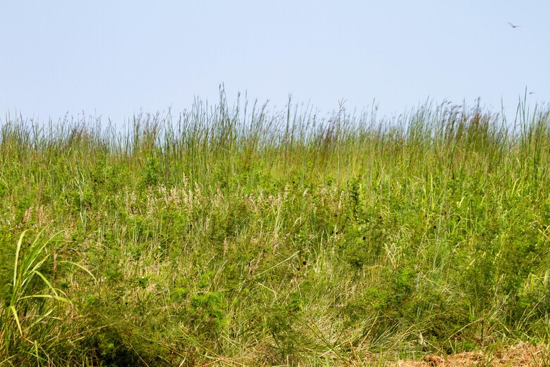 Green grass is in the foreground with blue sky in the background.