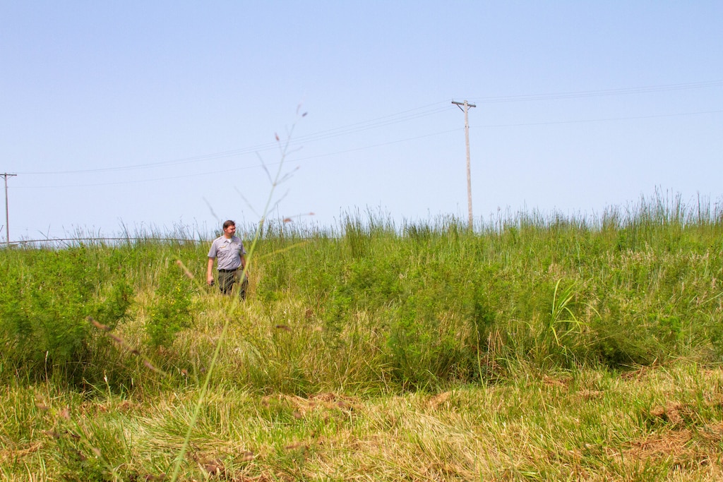 A man in a grey shirt walks through waist high grass with blue sky in the background.