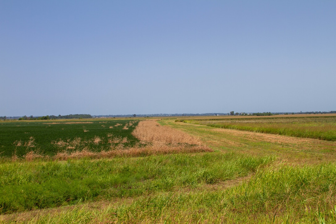 Green and brown grass is in the foreground with blue sky in the background.