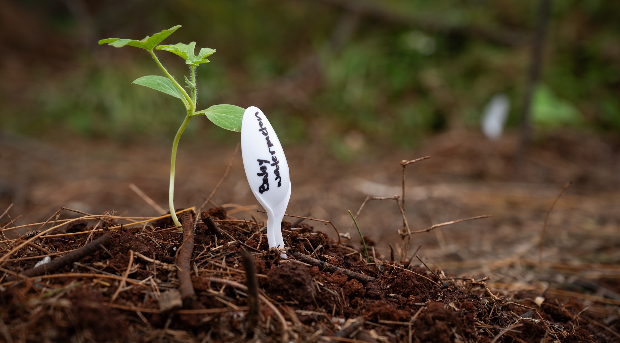 A spoon marks the spot where a baby watermelon grows in Andersen's Community Garden on Andersen Air Force Base, Guam, Sept. 14, 2024. The community garden initiative on Andersen has seen a recent uptick in interest from both squadrons and families. In conjunction with Andersen's Fruit Tree Program, 36th Wing leadership hopes to create a community that is able to grow enough fruits and vegetables in abundance to create a culture of health and generosity. (U.S. Air Force photo by Staff Sgt. Pedro Tenorio)