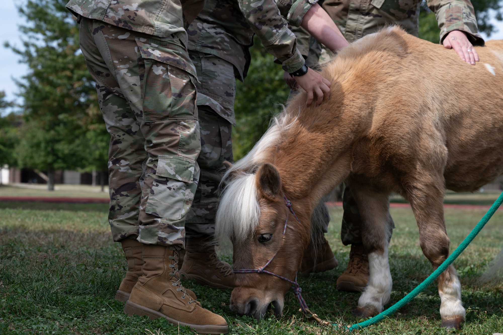 U.S. Air Force members interact with Sampson during a You Matter Day event at Joint Base McGuire-Dix-Lakehurst, N.J., Sept. 19, 2024. The day kicked off with opening remarks from U.S. Army Col. Bryan Dunker, U.S. Army Support Activity commander, followed by a screening of the documentary, “PTSD: The Walking Wounded,” and field activities. (U.S. Air Force photo by Senior Airman Aidan Thompson)