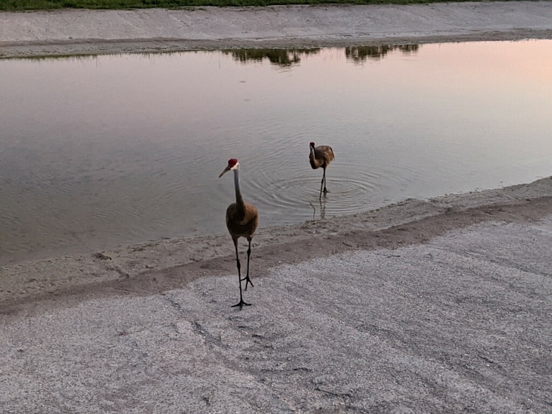 two cranes walk through a small pond