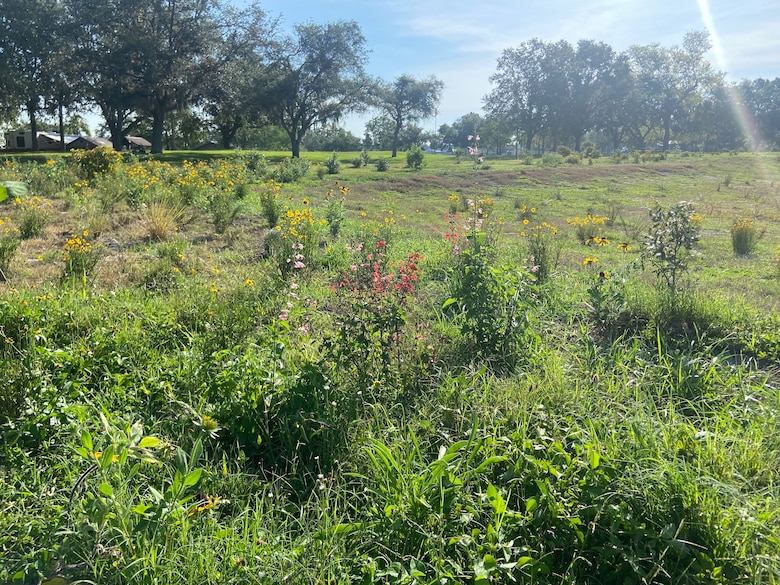 saplings
