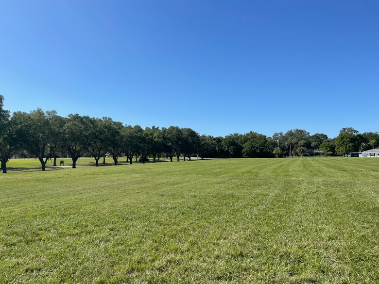 Field of grass