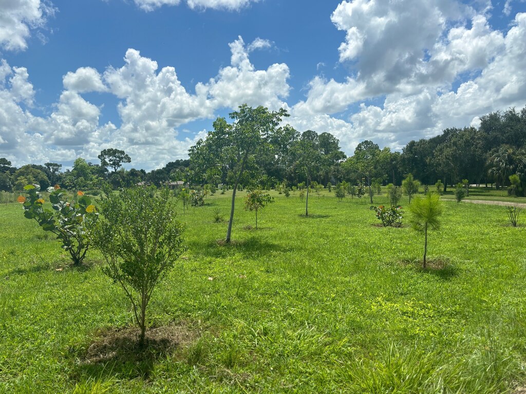Park with saplings